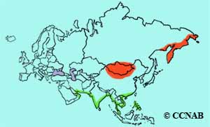 Lesser Sand-Plover range map