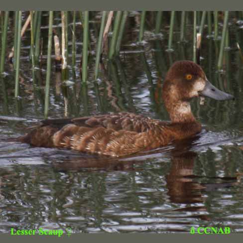 Lesser Scaup