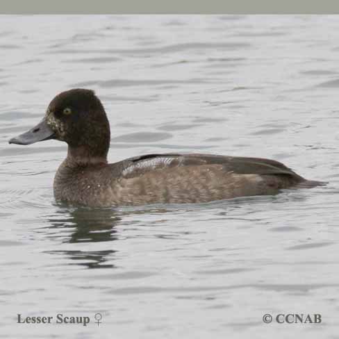 Lesser Scaup