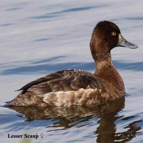 Lesser Scaup