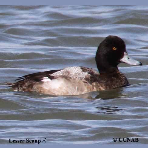 Lesser Scaup