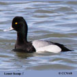 Lesser Scaup