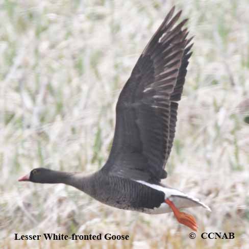 Lesser White-fronted Goose