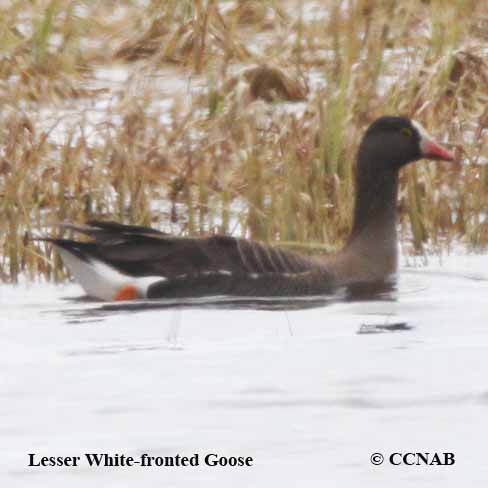 Lesser White-fronted Goose