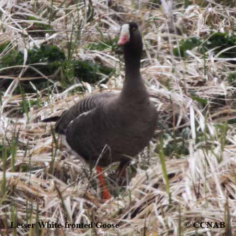 Lesser White-fronted Goose