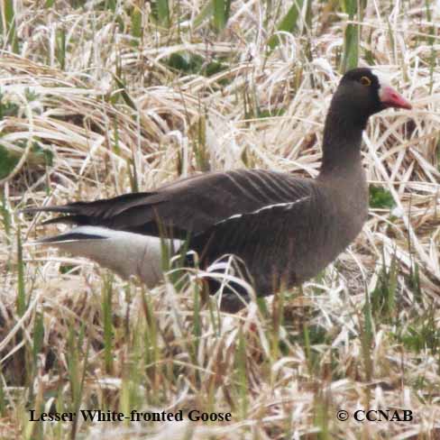 Lesser White-fronted Goose