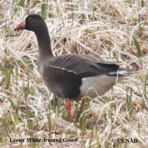 Lesser White-fronted Goose