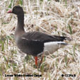 Lesser White-fronted Goose