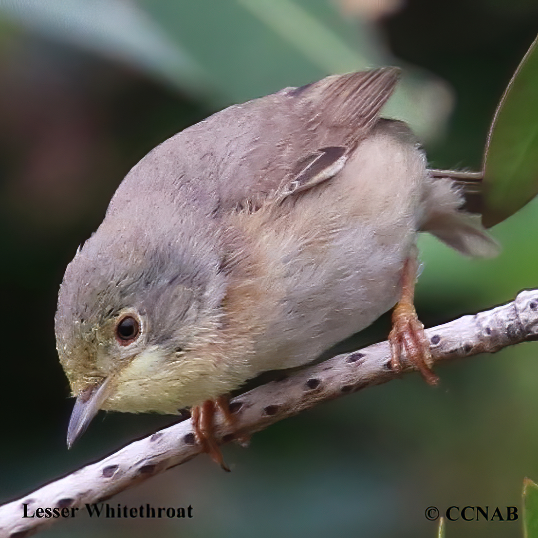 Lesser Whitethroat