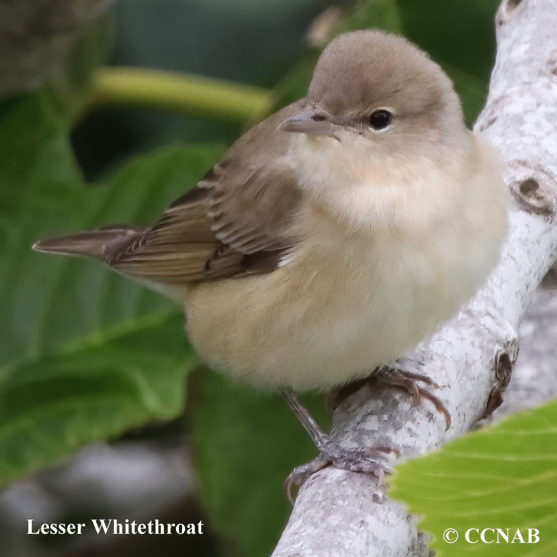 Birds of North America