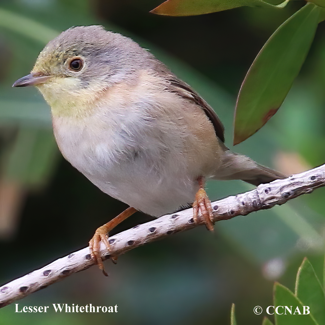 Lesser Whitethroat