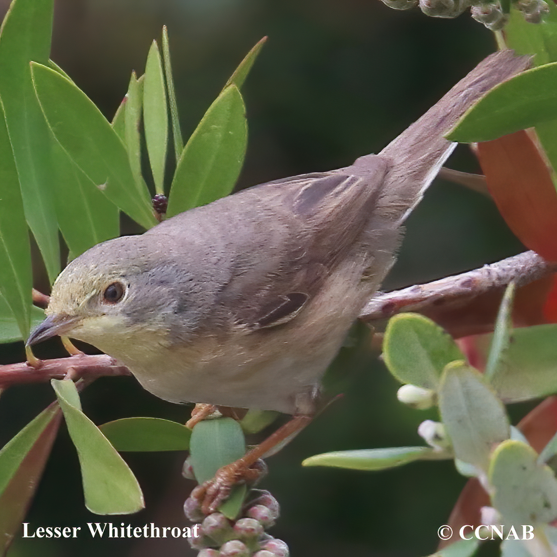 Lesser Whitethroat