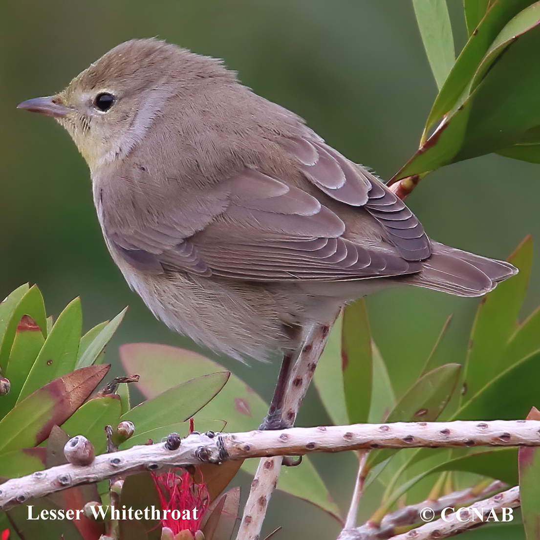 Lesser Whitethroat