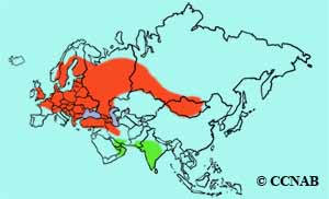 Lesser Whitethroat range map