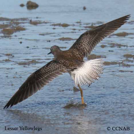 Lesser Yellowlegs