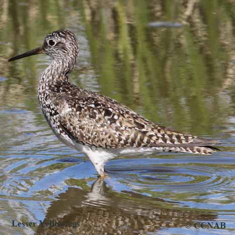 Lesser Yellowlegs