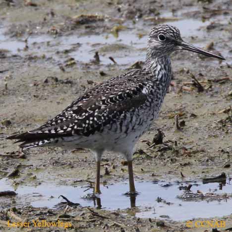 Lesser Yellowlegs