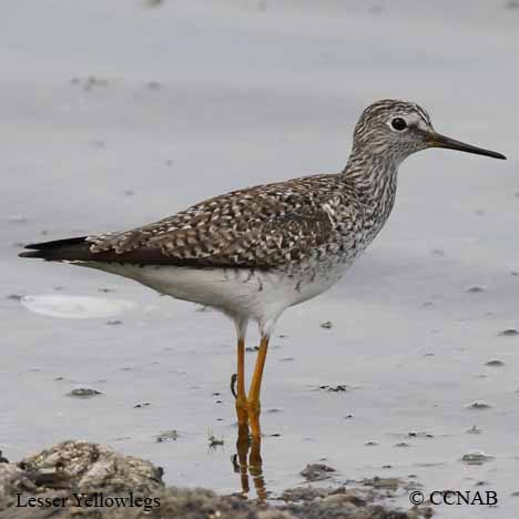 Lesser Yellowlegs