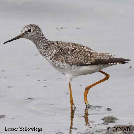 Birds of North America