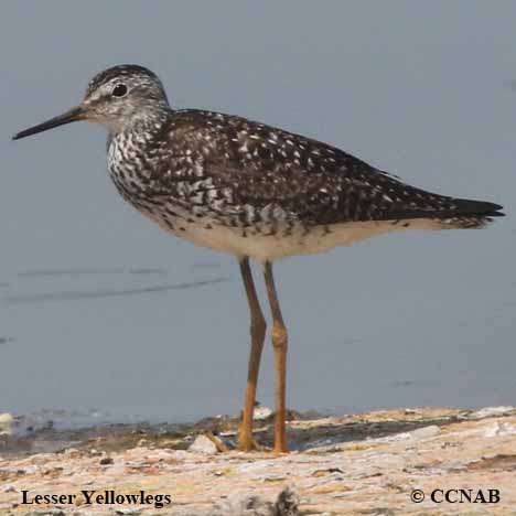 Lesser Yellowlegs