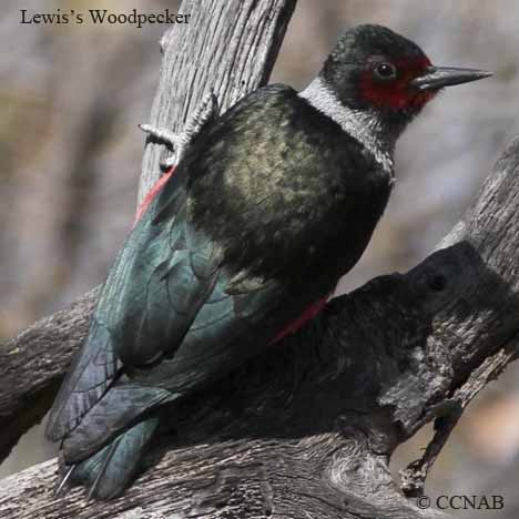 Lewis's Woodpecker