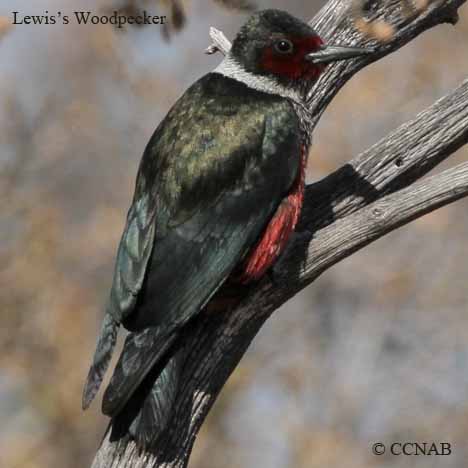 Birds of North America