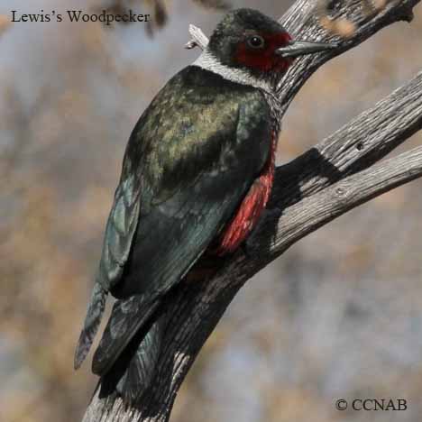 Lewis's Woodpecker