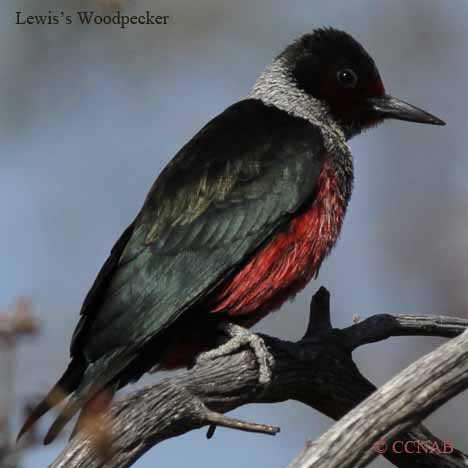 Lewis's Woodpecker