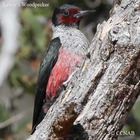 Lewis's Woodpecker