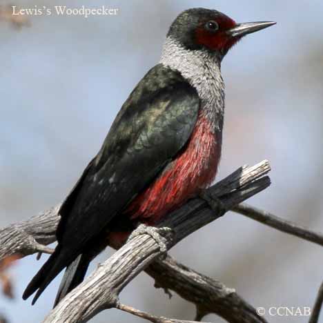 Lewis's Woodpecker