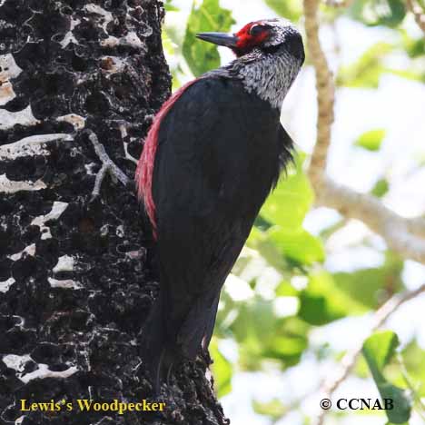 Birds of North America