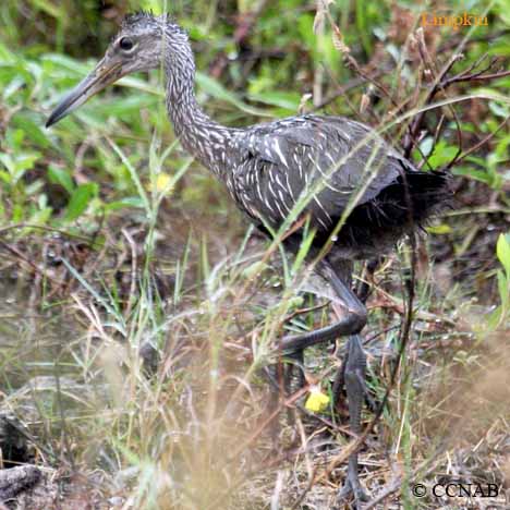 Limpkin