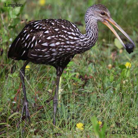 Limpkin