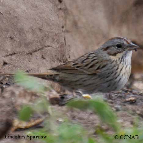 Lincoln's Sparrow