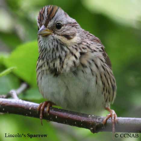 Lincoln's Sparrow