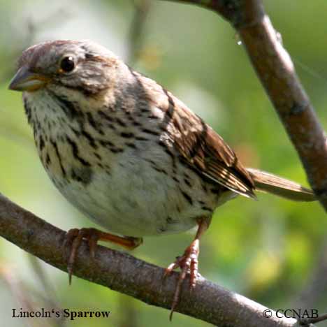 Lincoln's Sparrow