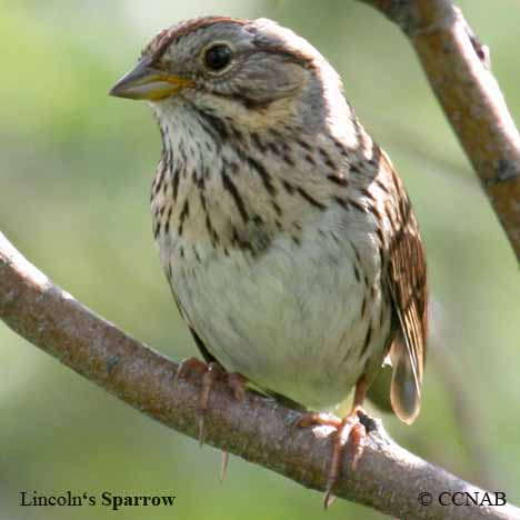 Lincoln's Sparrow