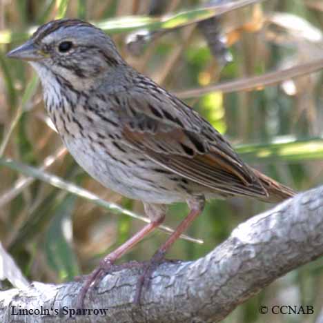 Birds of North America