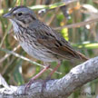 Lincoln's Sparrow