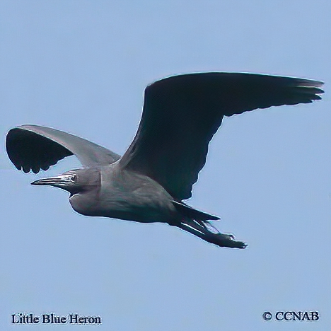 Little Blue Heron