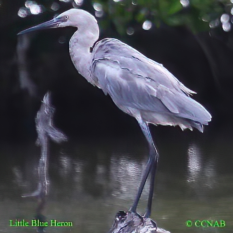 Little Blue Heron