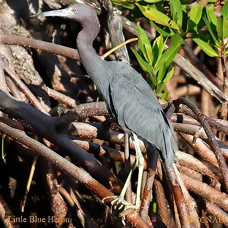 Little Blue Heron