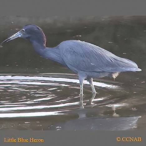 Little Blue Heron