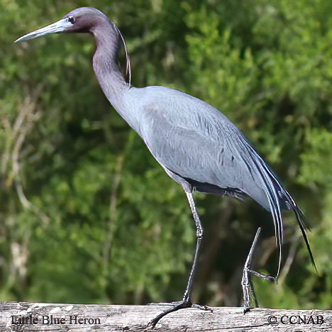 Birds of North America