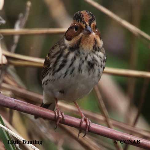 Little Bunting