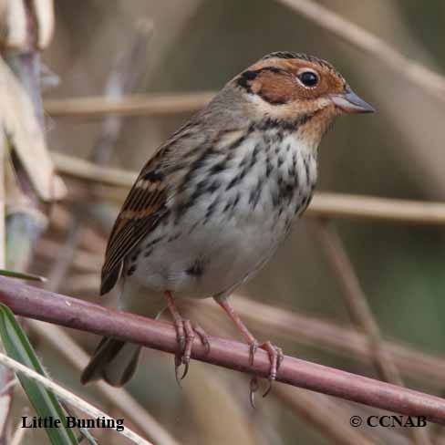 Birds of North America