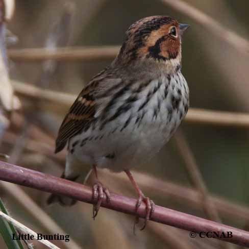 Little Bunting