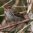 Little Bunting