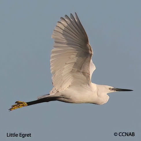 Little Egret