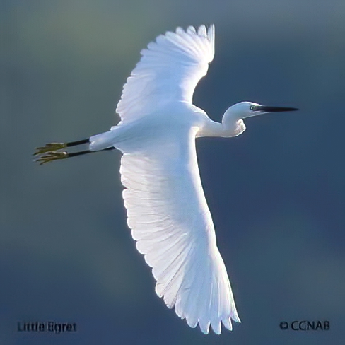 Little Egret